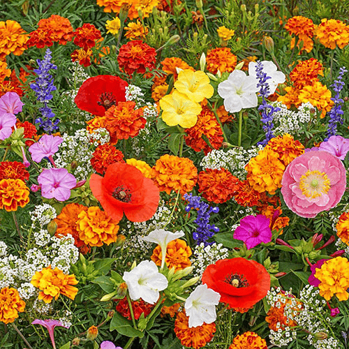 Mixed Perennial Flowers Seeds-Over 60 kinds mixed🔥