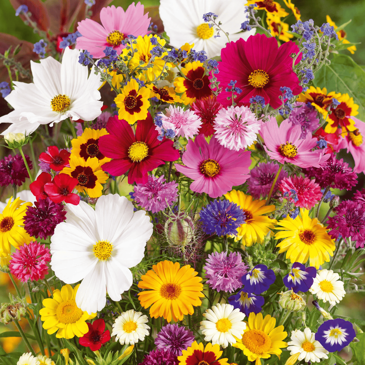 Mixed Perennial Flowers Seeds-Over 60 kinds mixed🔥