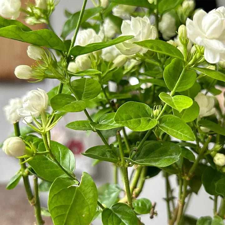 Jasmine Flower Seeds