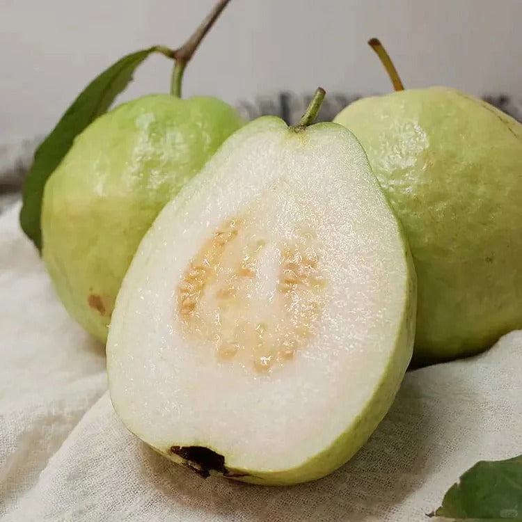 đTropical Guava Growing Kit for Pots & Gardens