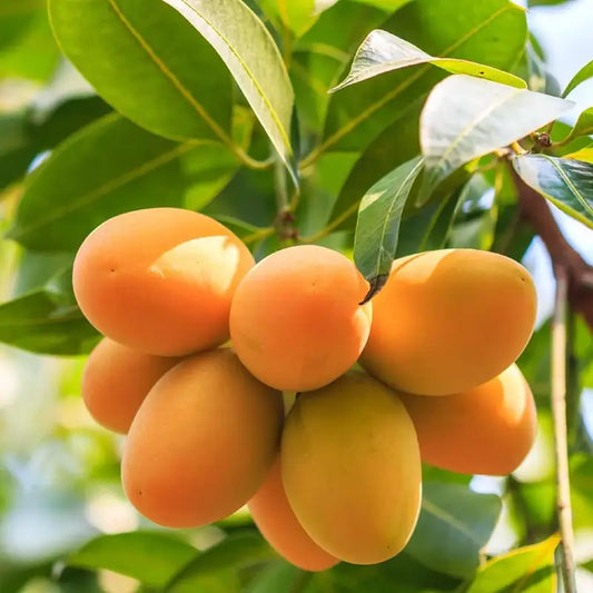 10PCS Extra-Sweet Superior Pink Mango for Plant