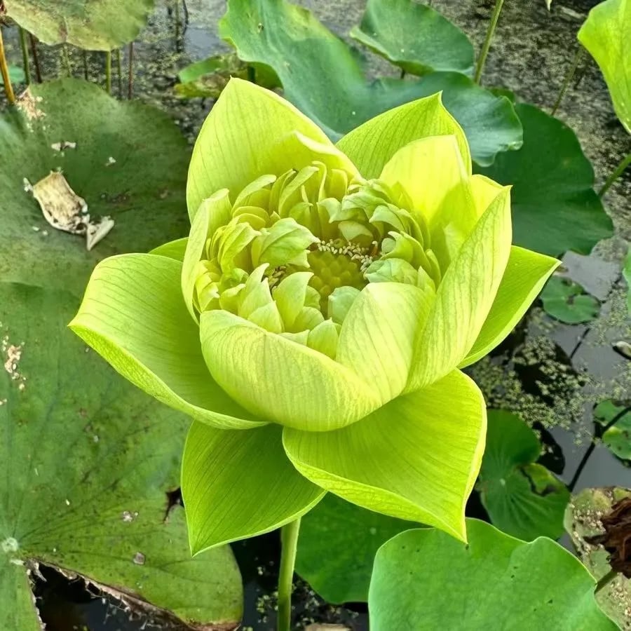 🌸[7 days germination]💐The Sacred Bonsai Bowl Lotus Flower