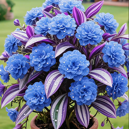 💐Four Seasons Ornamental Oil Painting Wedding Orchid Seeds—Dream, Hope and Eternity