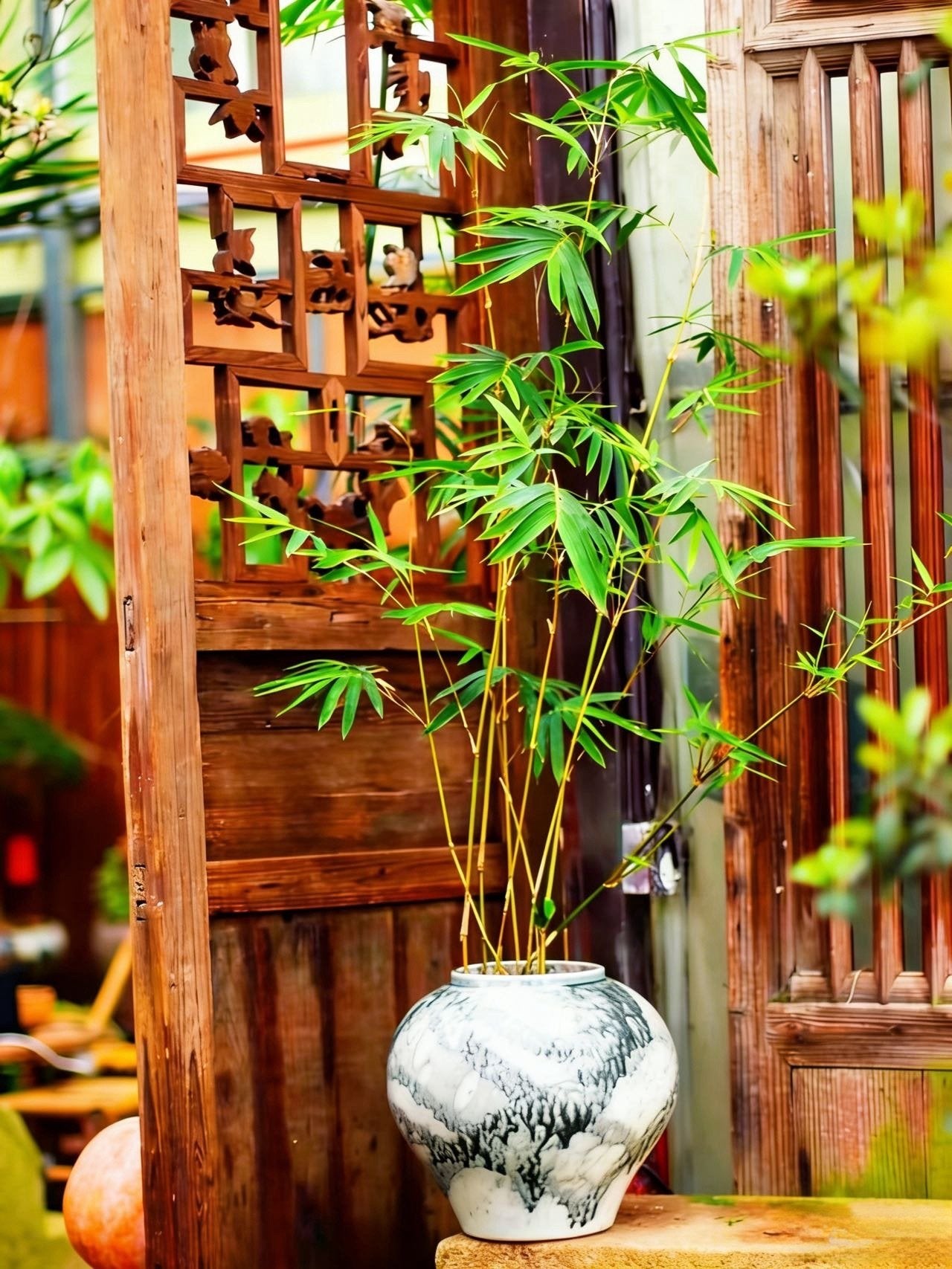 🏠🔥35K+ SOLD🏆Evergreen Lucky Bamboo Seed