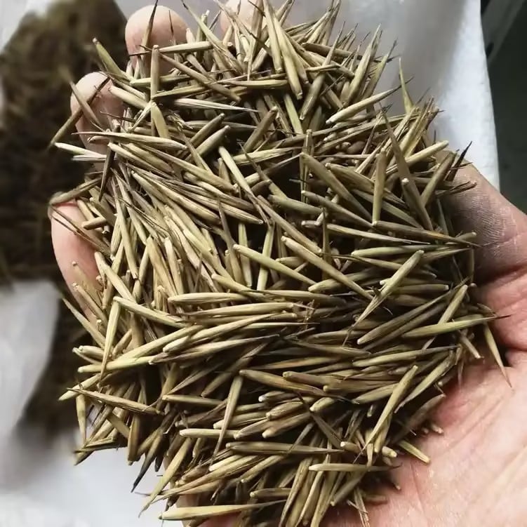 🏠🔥35K+ SOLD🏆Evergreen Lucky Bamboo Seed