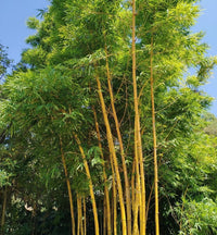 Gold-inlaid bamboo