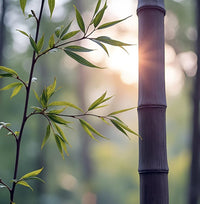 Purple Bamboo