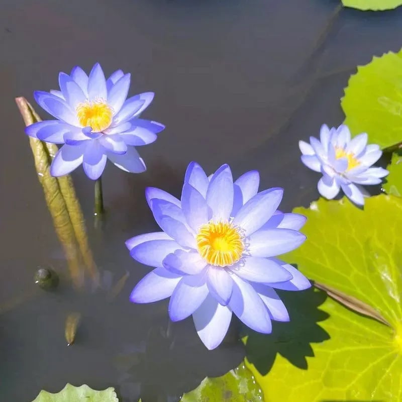 🌸[7 days germination]💐The Sacred Bonsai Bowl Lotus Flower