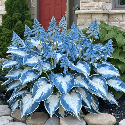 From Seed to Stunning – Hosta Magic 🌿Rare Hosta Seeds🌿