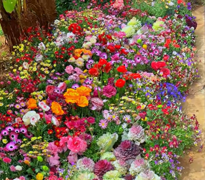 Mixed Perennial Flowers Seeds-Over 60 kinds mixed🔥