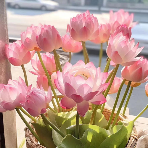 🌸[7 days germination]💐The Sacred Bonsai Bowl Lotus Flower