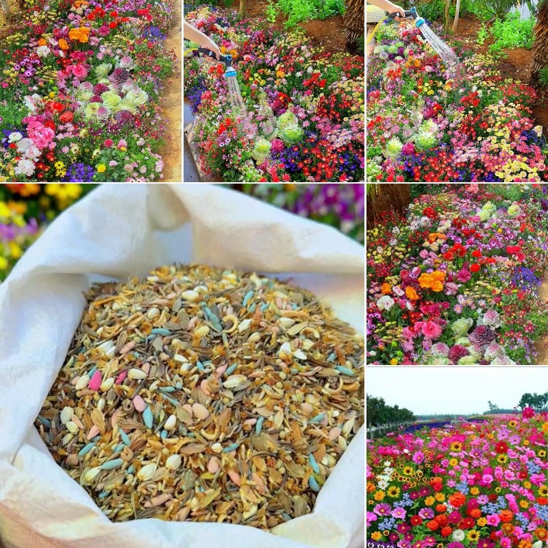 Mixed Perennial Flowers Seeds-Over 60 kinds mixed🔥