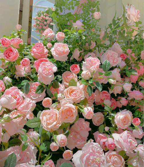 [3 days germination]🔥Last Day 49% OFF🌺Climbing Rose Seeds