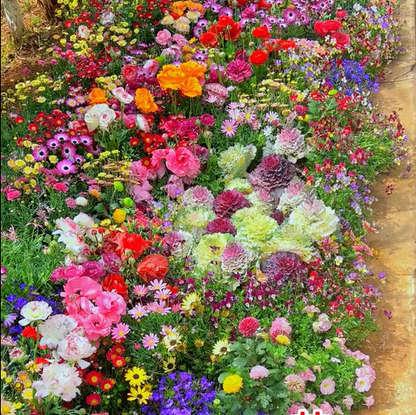 Mixed Perennial Flowers Seeds-Over 60 kinds mixed🔥