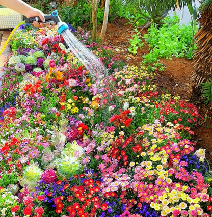 Mixed Perennial Flowers Seeds-Over 60 kinds mixed🔥