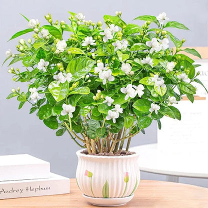 Jasmine Flower Seeds