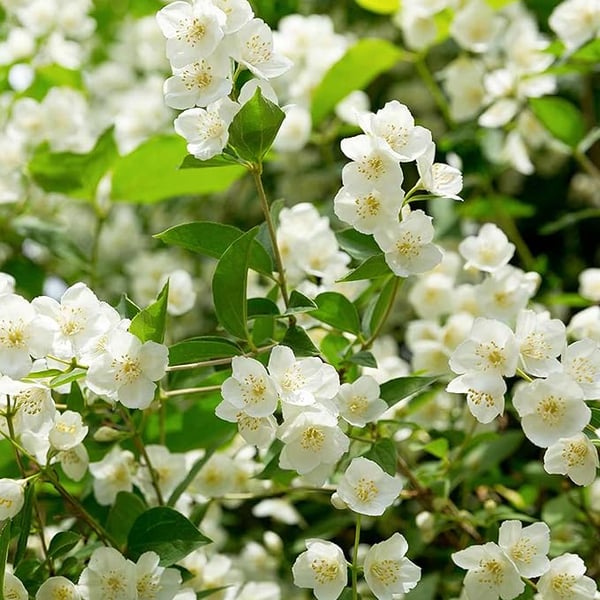 Jasmine Flower Seeds