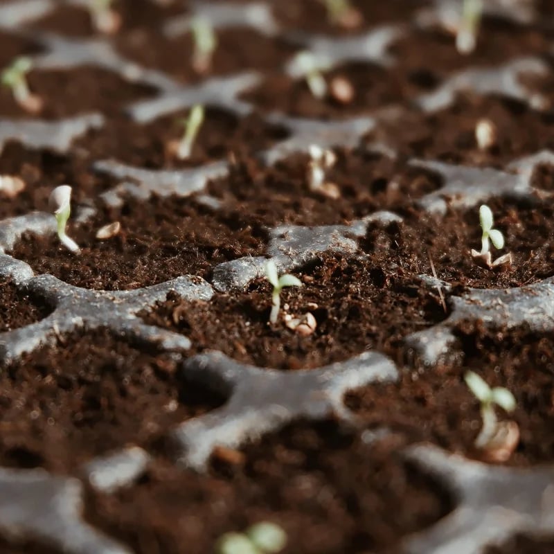 🌱Premium Organic Coconut Coir Bricks for Plants
