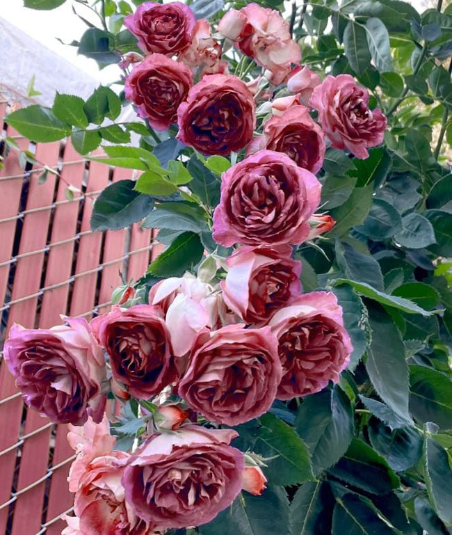 [3 days germination]🔥Last Day 49% OFF🌺Climbing Rose Seeds