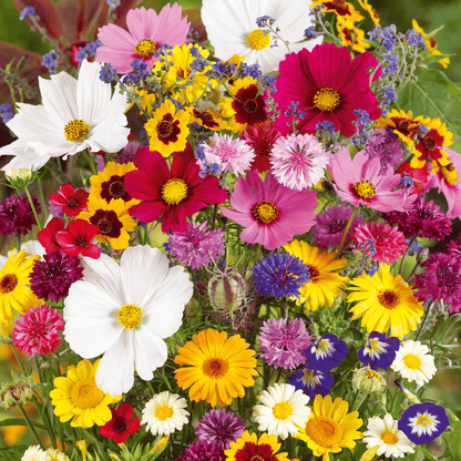 Mixed Perennial Flowers Seeds-Over 60 kinds mixed🔥
