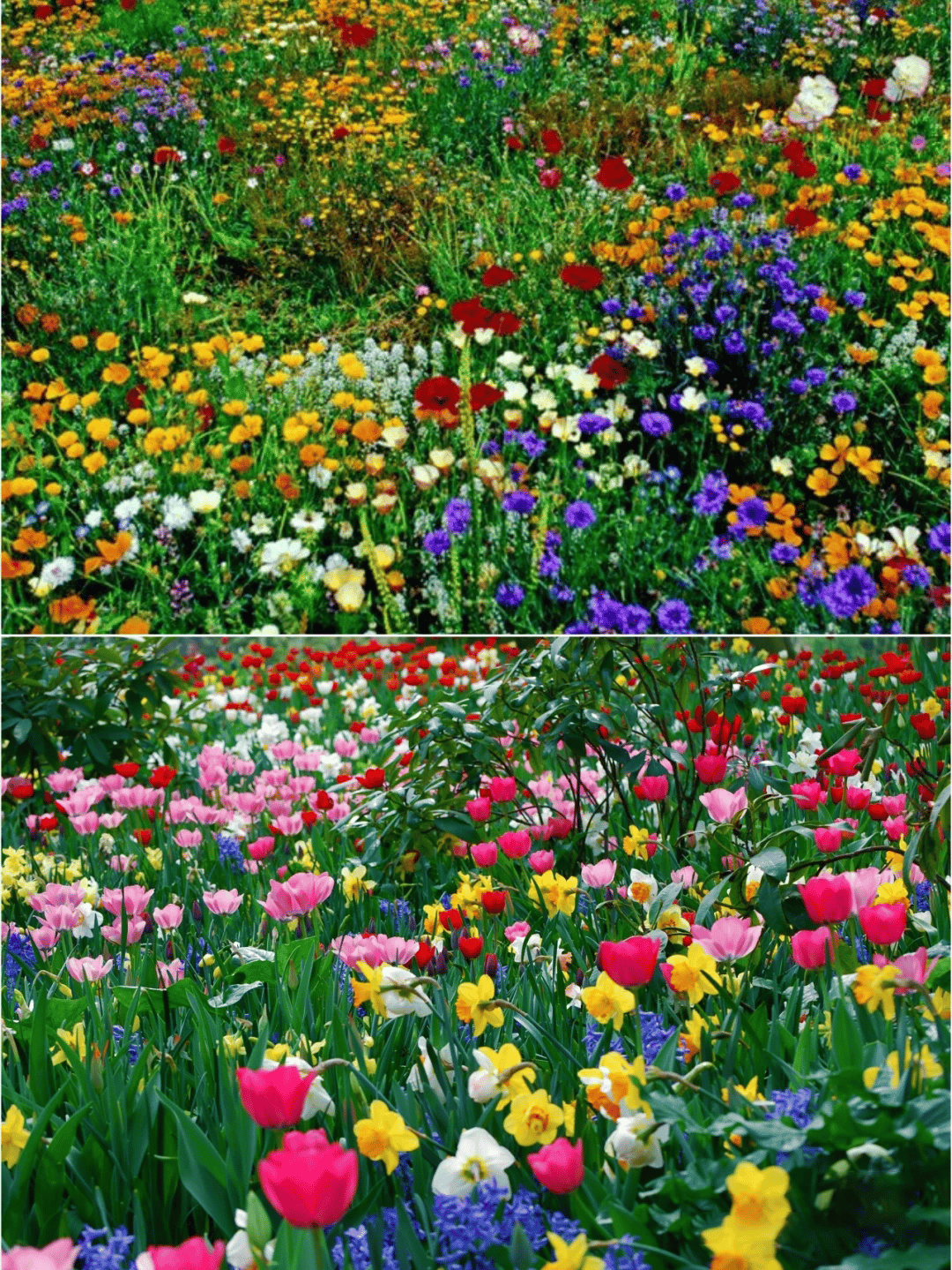 Mixed Perennial Flowers Seeds-Over 60 kinds mixed🔥
