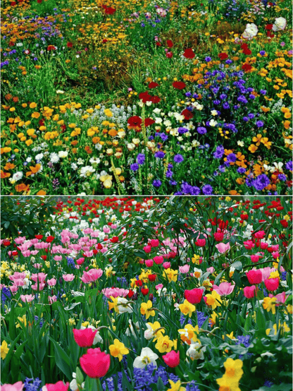 Mixed Perennial Flowers Seeds-Over 60 kinds mixed🔥