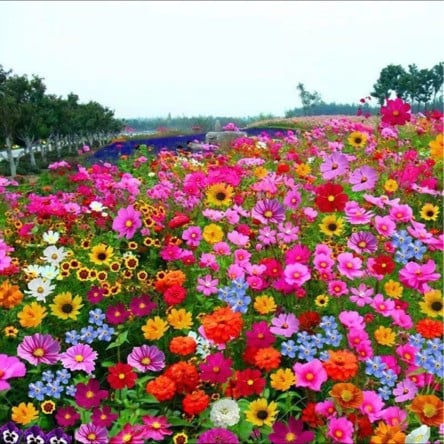 Mixed Perennial Flowers Seeds-Over 60 kinds mixed🔥