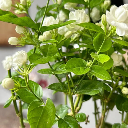 Jasmine Flower Seeds