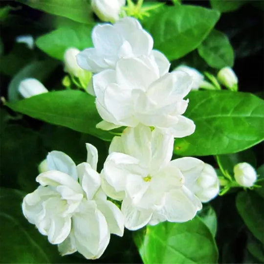 Jasmine Flower Seeds