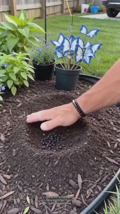 Moonlight Butterfly Flower Seeds video preview